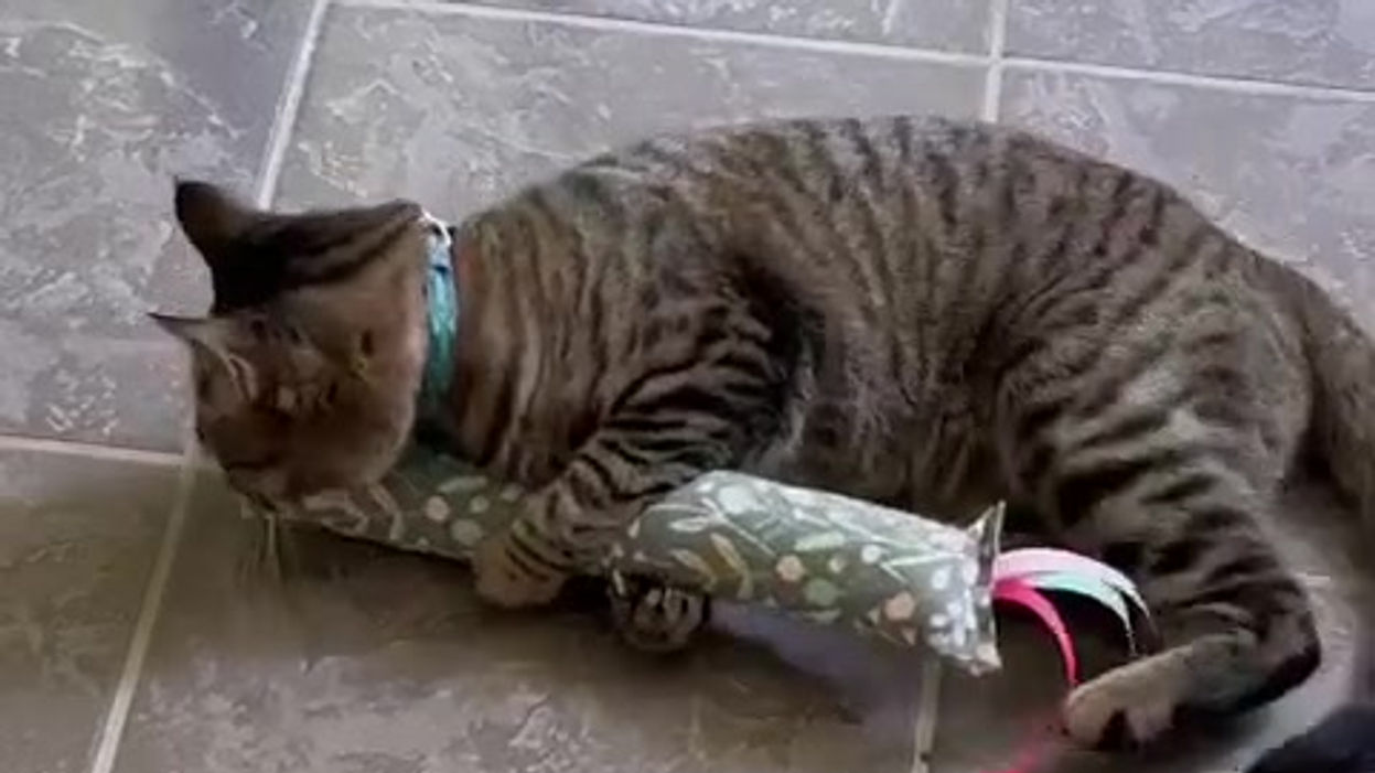 My cats LOVE their new toys!!!